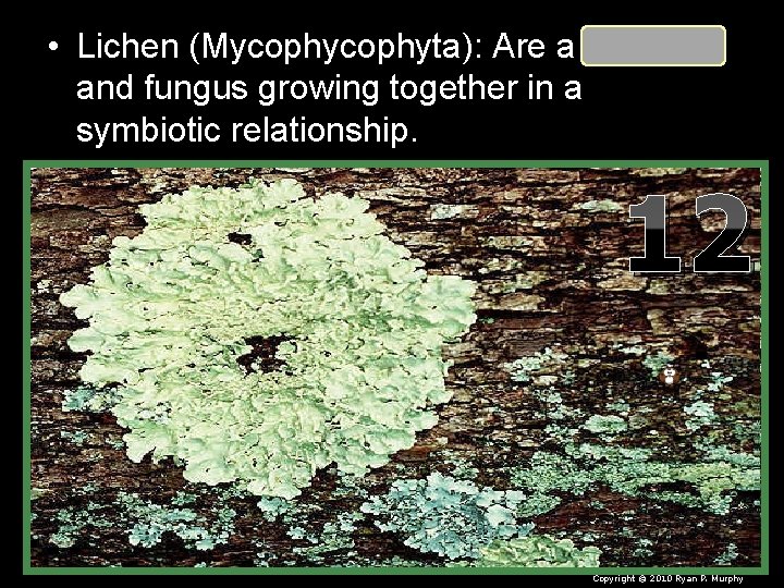  • Lichen (Mycophyta): Are a algae and fungus growing together in a symbiotic