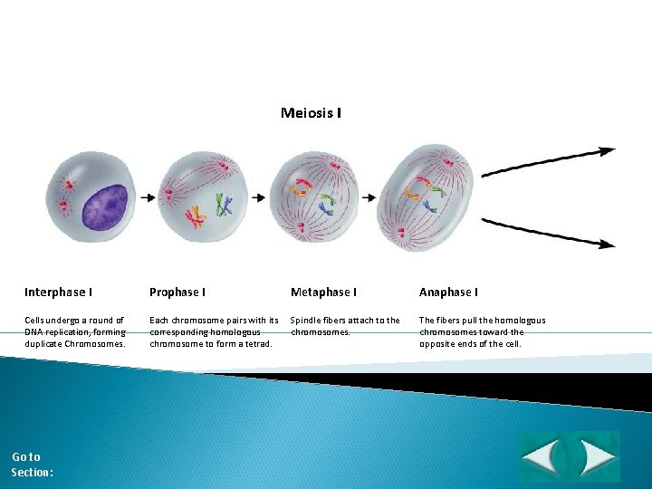Figure 11 -15 Meiosis Section 11 -4 Meiosis I Interphase I Prophase I Metaphase