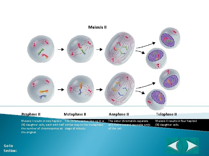 Figure 11 -17 Meiosis II Section 11 -4 Meiosis II Prophase II Metaphase II