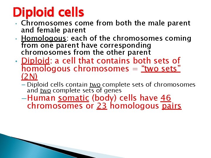 Diploid cells • • • Chromosomes come from both the male parent and female