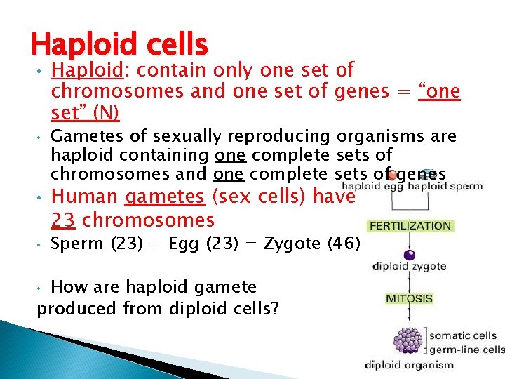 Haploid cells • • Haploid: contain only one set of chromosomes and one set