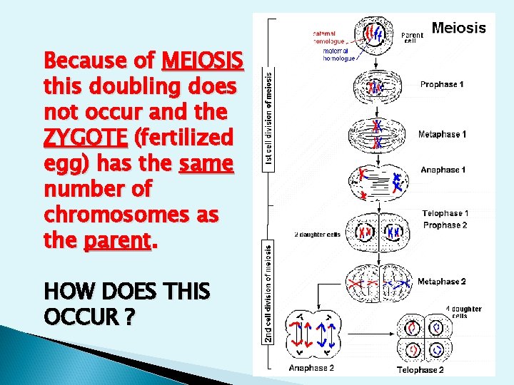 Because of MEIOSIS this doubling does not occur and the ZYGOTE (fertilized egg) has