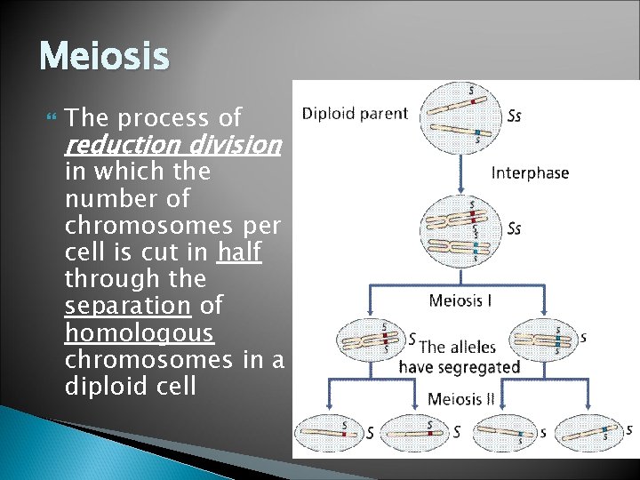 Meiosis The process of reduction division in which the number of chromosomes per cell