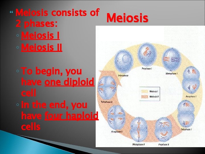  Meiosis consists of 2 phases: ◦ Meiosis II ◦ To begin, you have