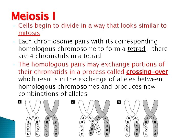 Meiosis I • • • Cells begin to divide in a way that looks