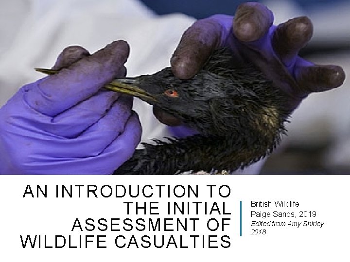 AN INTRODUCTION TO THE INITIAL ASSESSMENT OF WILDLIFE CASUALTIES British Wildlife Paige Sands, 2019