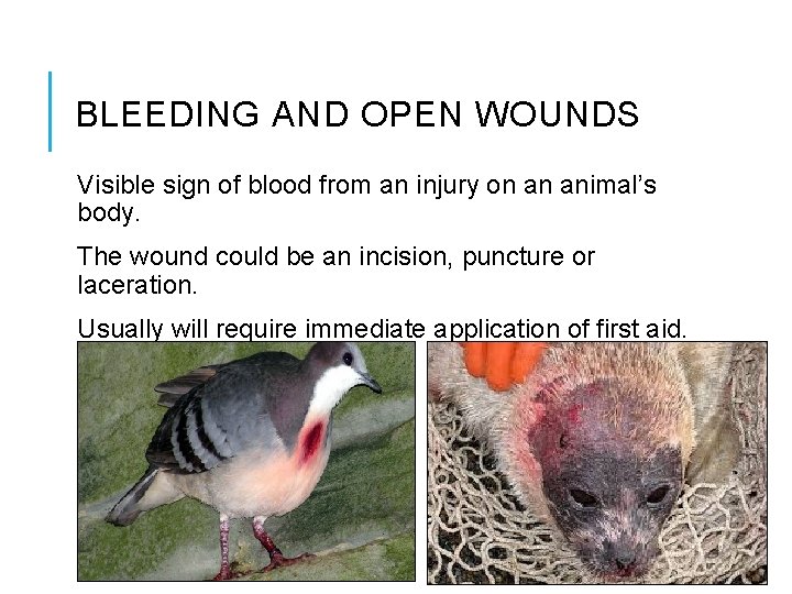 BLEEDING AND OPEN WOUNDS Visible sign of blood from an injury on an animal’s