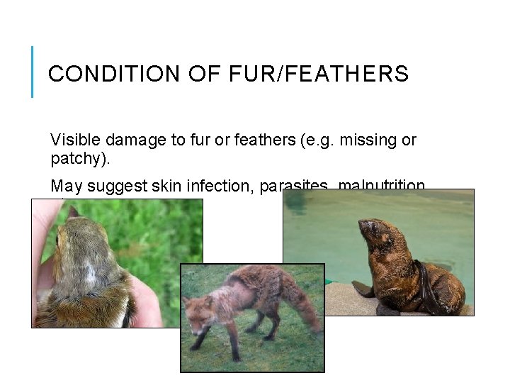 CONDITION OF FUR/FEATHERS Visible damage to fur or feathers (e. g. missing or patchy).