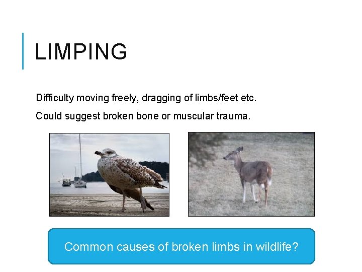 LIMPING Difficulty moving freely, dragging of limbs/feet etc. Could suggest broken bone or muscular