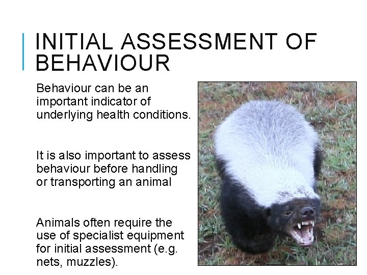 INITIAL ASSESSMENT OF BEHAVIOUR Behaviour can be an important indicator of underlying health conditions.