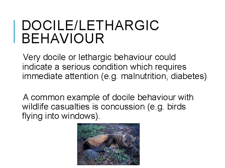 DOCILE/LETHARGIC BEHAVIOUR Very docile or lethargic behaviour could indicate a serious condition which requires