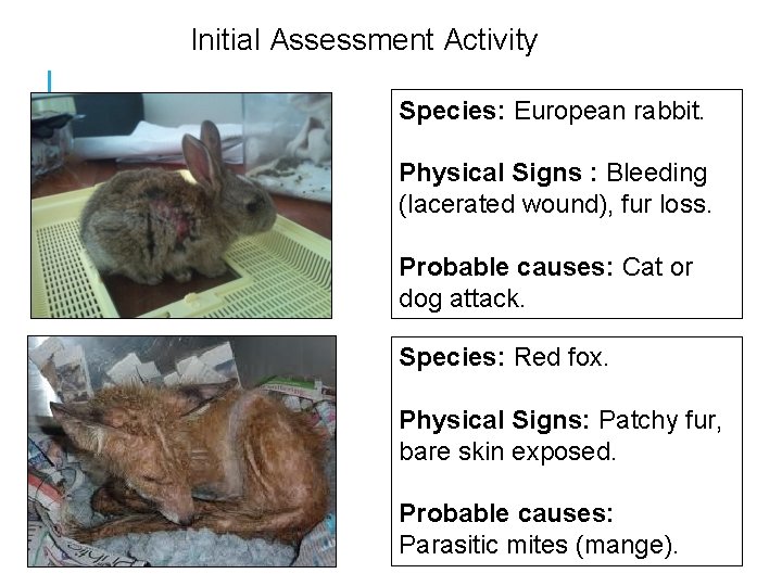 Initial Assessment Activity Species: European rabbit. Physical Signs : Bleeding (lacerated wound), fur loss.