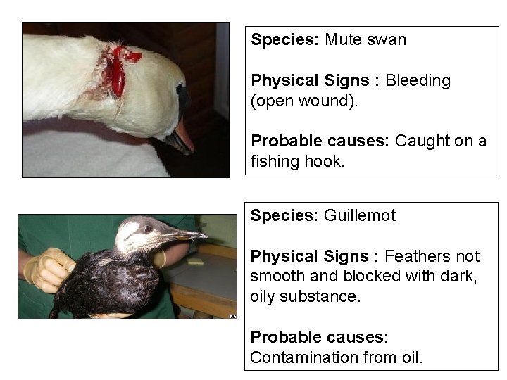 Species: Mute swan Physical Signs : Bleeding (open wound). Probable causes: Caught on a