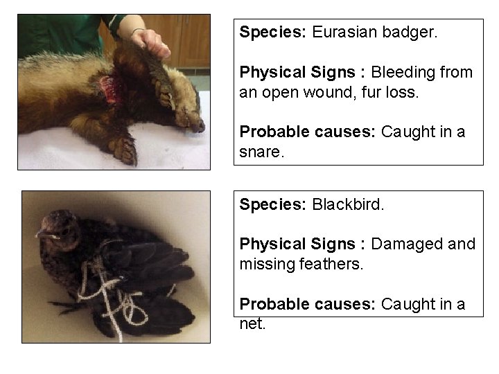 Species: Eurasian badger. Physical Signs : Bleeding from an open wound, fur loss. Probable