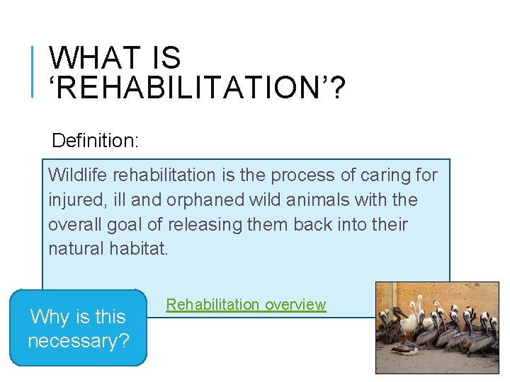 WHAT IS ‘REHABILITATION’? Definition: Wildlife rehabilitation is the process of caring for injured, ill