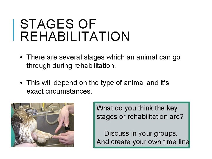 STAGES OF REHABILITATION • There are several stages which an animal can go through