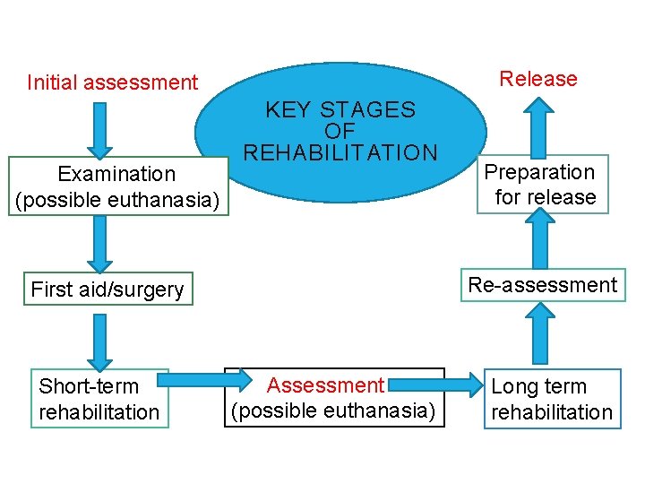 Release Initial assessment Examination (possible euthanasia) KEY STAGES OF REHABILITATION Re-assessment First aid/surgery Short-term