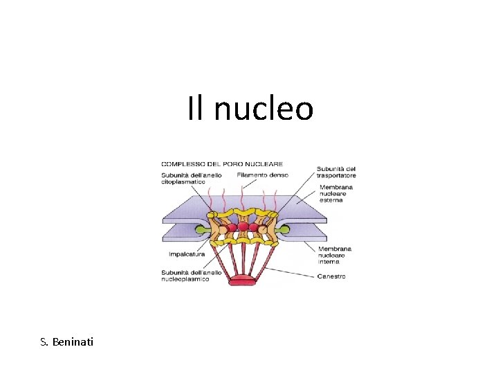 Il nucleo S. Beninati 