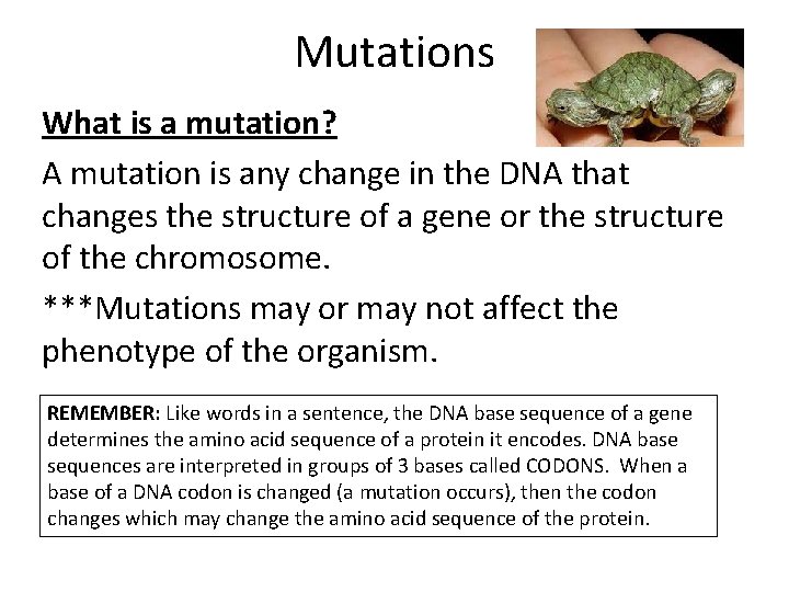 Mutations What is a mutation? A mutation is any change in the DNA that