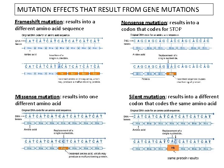 MUTATION EFFECTS THAT RESULT FROM GENE MUTATIONS Frameshift mutation: results into a different amino