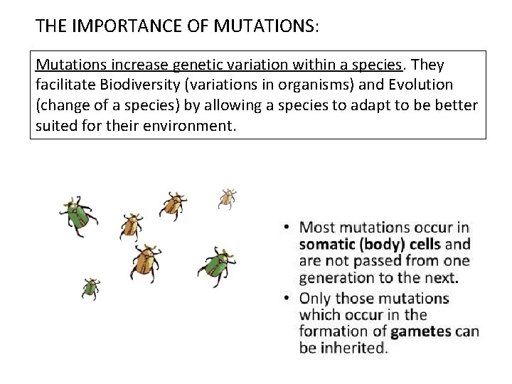 THE IMPORTANCE OF MUTATIONS: Mutations increase genetic variation within a species. They facilitate Biodiversity