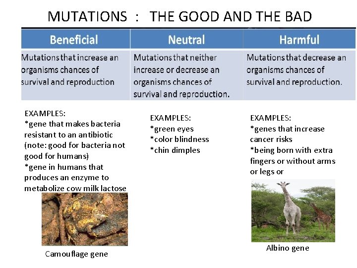 MUTATIONS : THE GOOD AND THE BAD EXAMPLES: *gene that makes bacteria resistant to