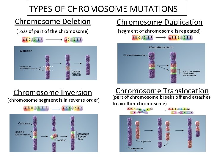 TYPES OF CHROMOSOME MUTATIONS Chromosome Deletion Chromosome Duplication (Loss of part of the chromosome)