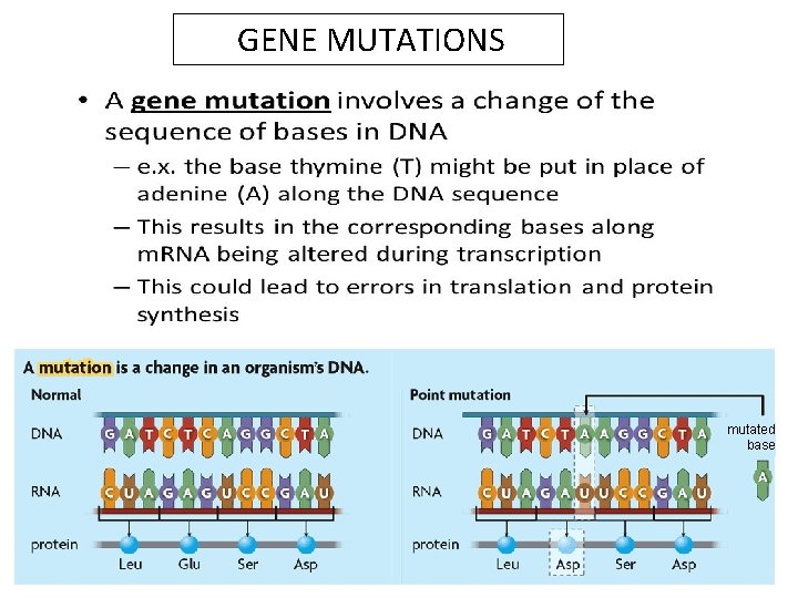 GENE MUTATIONS mutated base 