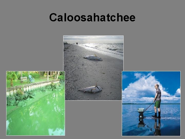 Caloosahatchee 