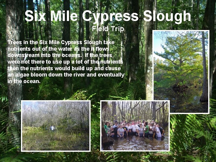 Six Mile Cypress Slough Field Trip Trees in the Six Mile Cypress Slough take