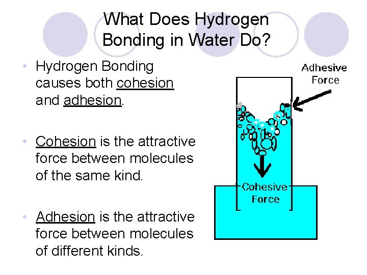 What Does Hydrogen Bonding in Water Do? • Hydrogen Bonding causes both cohesion and