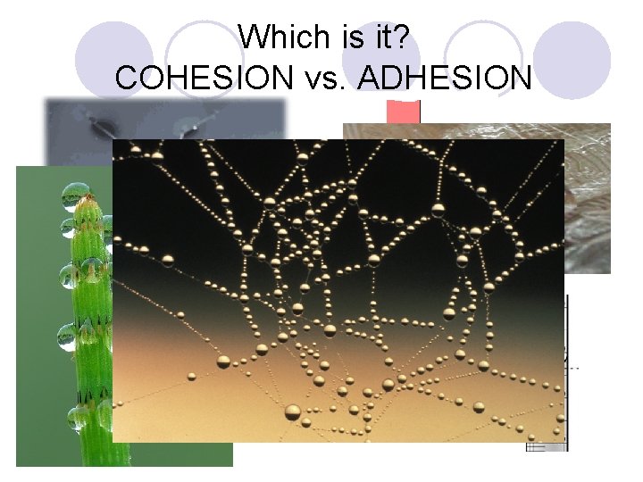 Which is it? COHESION vs. ADHESION 