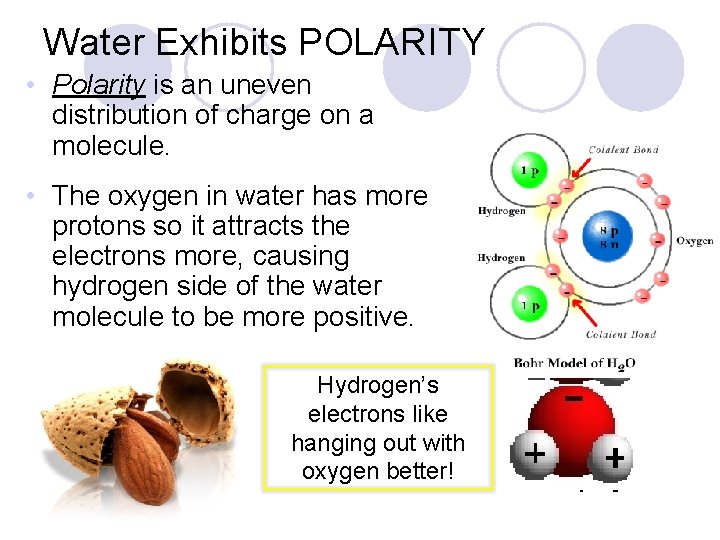 Water Exhibits POLARITY • Polarity is an uneven distribution of charge on a molecule.