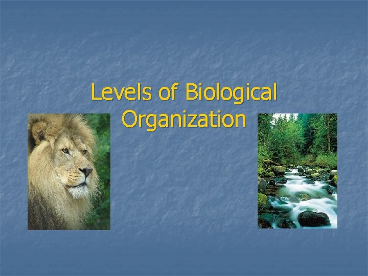 Levels of Biological Organization 