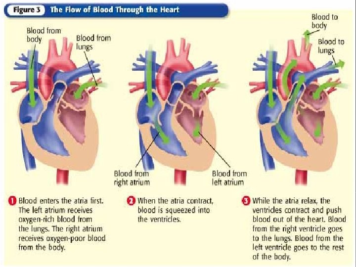 Cardiovascular System Chapter 2 1 Circulatory System Carries