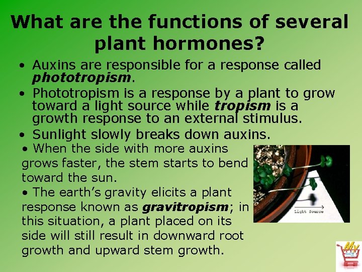 What are the functions of several plant hormones? • Auxins are responsible for a