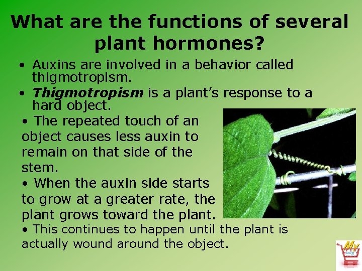 What are the functions of several plant hormones? • Auxins are involved in a