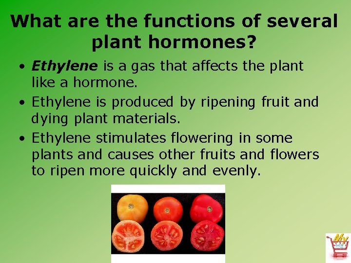 What are the functions of several plant hormones? • Ethylene is a gas that