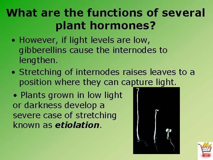 What are the functions of several plant hormones? • However, if light levels are