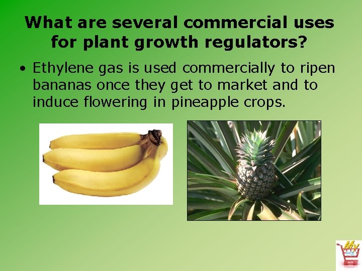 What are several commercial uses for plant growth regulators? • Ethylene gas is used