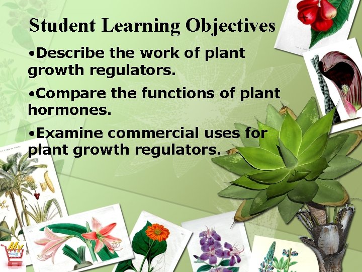 Student Learning Objectives • Describe the work of plant growth regulators. • Compare the