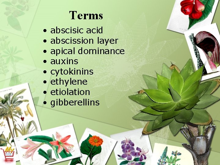 Terms • • abscisic acid abscission layer apical dominance auxins cytokinins ethylene etiolation gibberellins