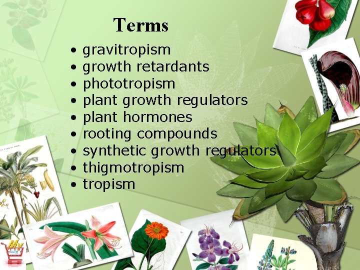 Terms • • • gravitropism growth retardants phototropism plant growth regulators plant hormones rooting