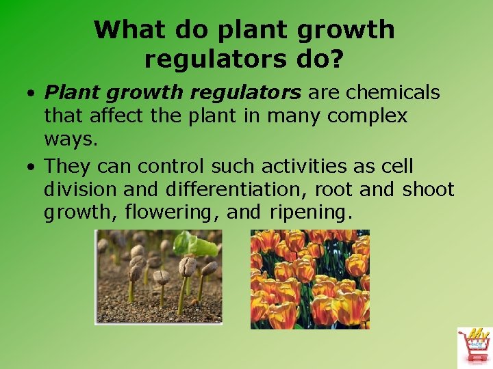 What do plant growth regulators do? • Plant growth regulators are chemicals that affect
