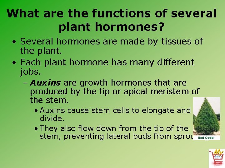 What are the functions of several plant hormones? • Several hormones are made by