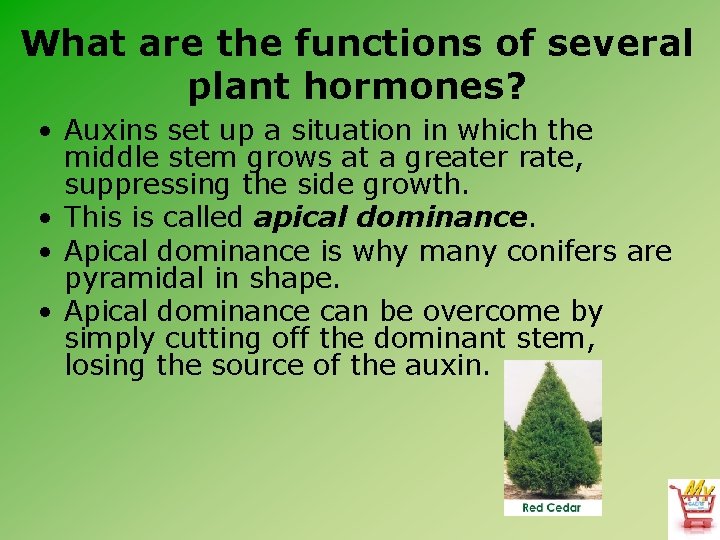 What are the functions of several plant hormones? • Auxins set up a situation