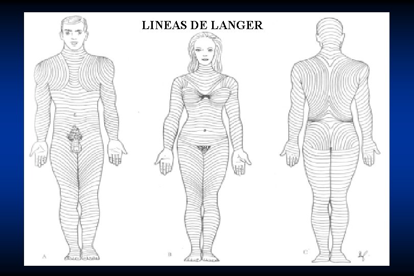 LINEAS DE LANGER 
