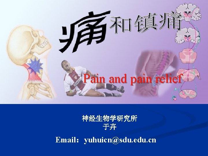 Pain and pain relief 神经生物学研究所 于卉 Email：yuhuicn@sdu. edu. cn 