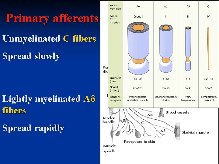 Primary afferents Unmyelinated C fibers Spread slowly Lightly myelinated Aδ fibers Spread rapidly 