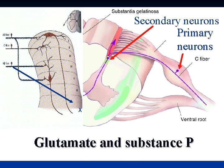 Secondary neurons Primary neurons X Glutamate and substance P 